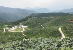 热点推荐：发挥乐山生态优势 马边县特色产业绘就“富民图”